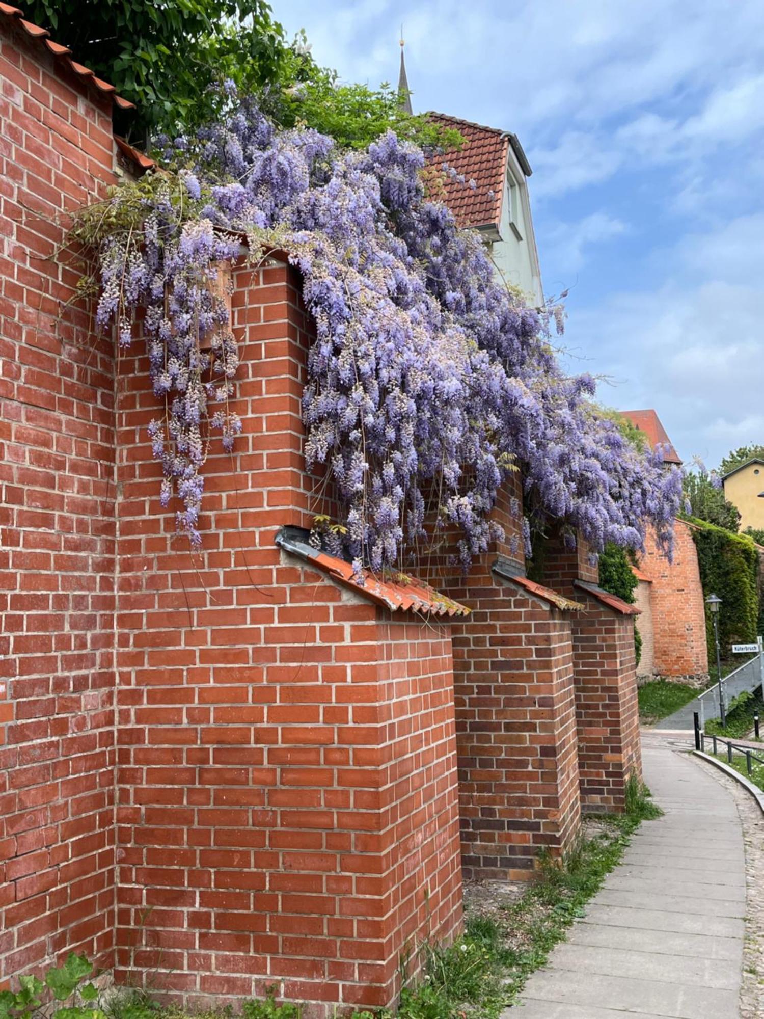 Ferienwohnung An Der Historischen Stadtmauer Rostock Eksteriør bilde